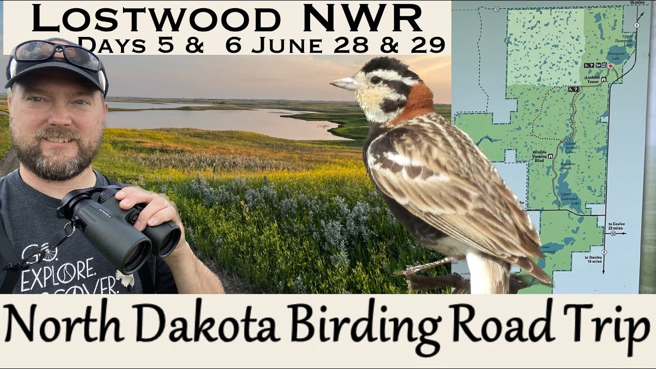 Days 5 6 Lostwood National Wildlife Refuge North Dakota Birding Days 5 6 Lostwood National Wildlife Refuge North Dakota Birding