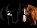 Super Fancy 7 Year Old Hunter Mare Euro Horse Imports Super Fancy 7 Year Old Hunter Mare Euro Horse Imports