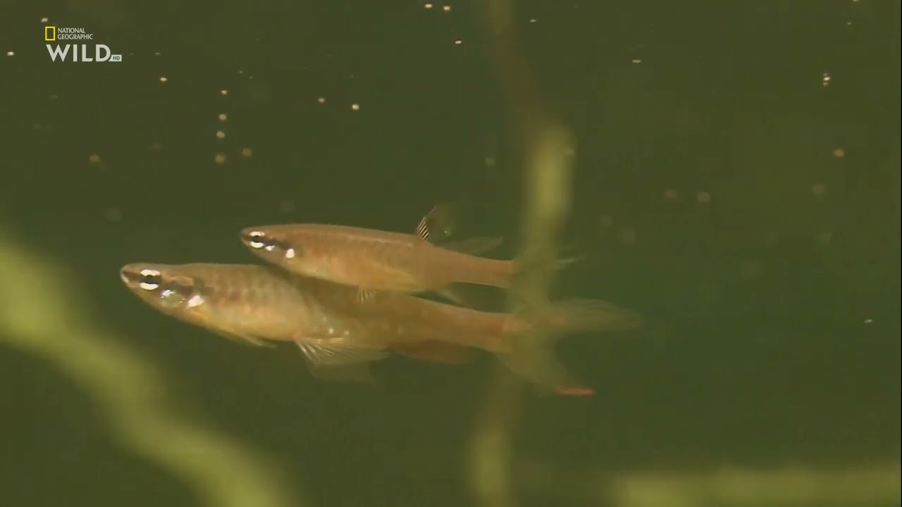 Какой необычный способ размножения выбрали копеллы Арнольда (Copella arnoldi) в бассейне Амазонки ?