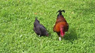 Coq Marans féconde ses poules . Rooster Marans fertilized his chickens