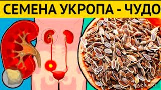 Всего Одна Ложка СЕМЯН УКРОПА и Организм Как Новый! Почему Врачи Это Скрывают Организм Человека