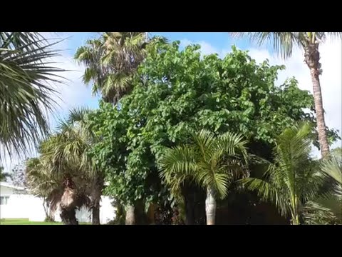 Video: Black mulberry, or mulberry tree