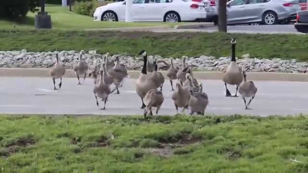 Canada Goose Gang Brood (06132015) YouTube