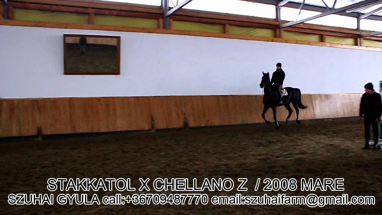 JUMPING HORSES FOR SALE5.STAKKATOL X CHELLANO Z YouTube