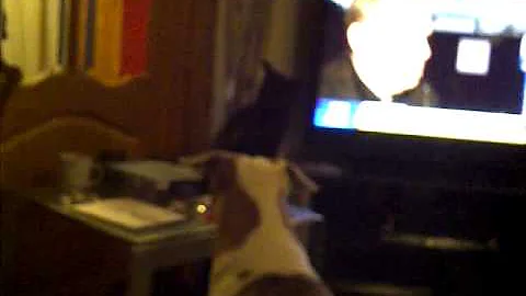 cat dog fight haha
