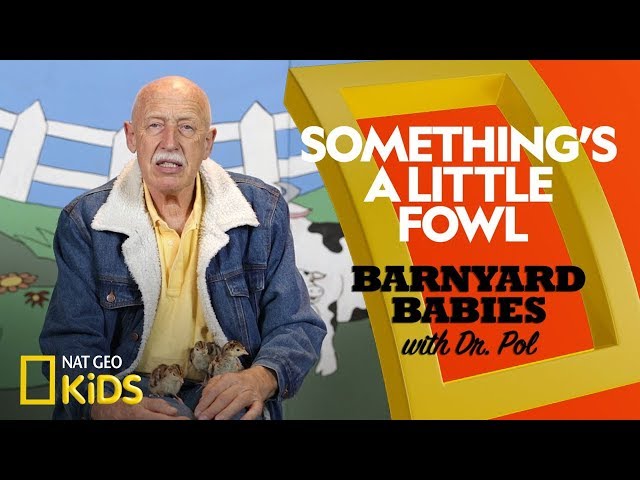 Barnyard Babies With Dr Pol