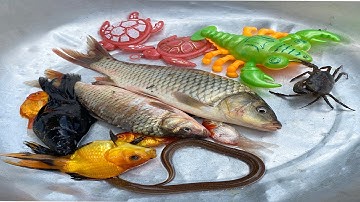 Kem Chanel ra bờ ao bắt cá, cứu đàn cá chép thoát khỏi con ngan, cá vàng, cá sấu, con vịt, con mèo.