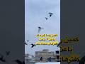 پرچمداری کل ناوگان موقع کمین خوردن در برف شورت Pigeon کبوتر بلندپرواز 