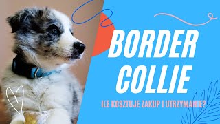 Border Collie  ile kosztuje zakup i utrzymanie psa? | Fakty i mity o Borderach