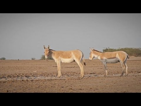 Η ζωή στην έρημο της Δυτικής Ινδίας - le mag