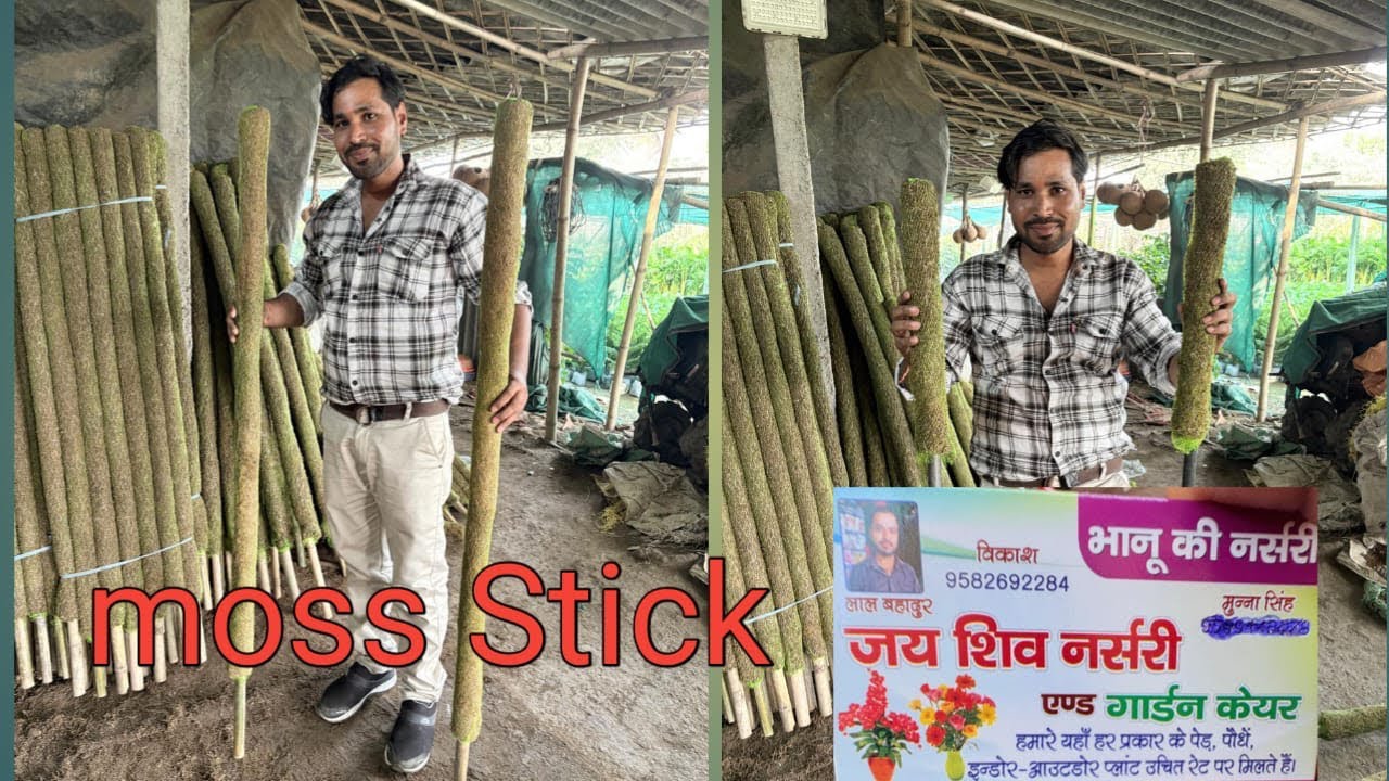 Buy Money Plant Moss Stick at cheap rate.lI7November 2025