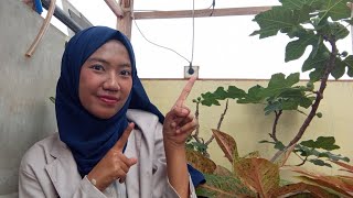 Tradisi Papajar: Kearifan Lokal Masyarakat Sunda dalam Menyambut Bulan Suci Ramadan|UAS Budaya Sunda