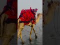 鿰놘 鿰놘