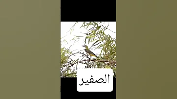 الصفير بوصفير الصفار الشحيم الصفير طبخ 