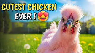 Pink Silkie Chicken Breed: The CUTEST Backyard Pets You’ve Never Seen!😍| Backyard Chickens Pink Chicken Animal