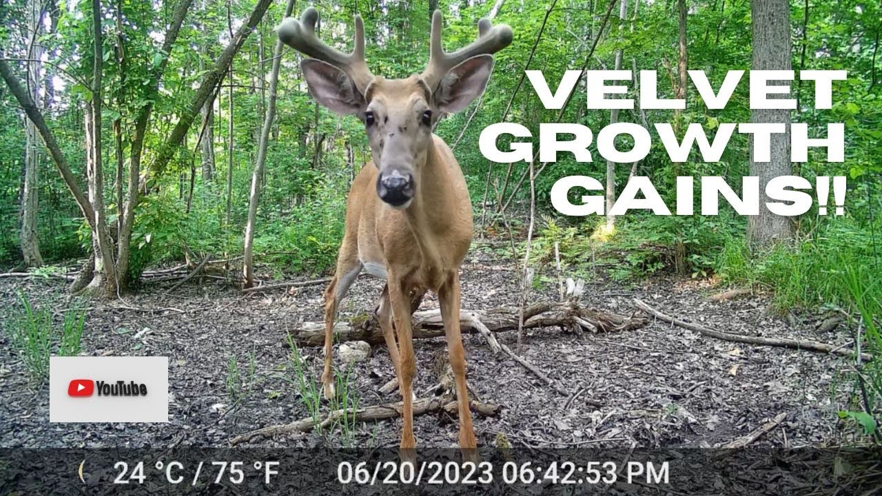 WICKED Velvet Buck Up-Close | Trail Cam Video