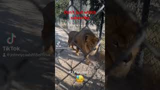 #food #eattacos #foodie #mexican #texmexfood #lion #wildlife #tacos #car #mexicanfood #funny