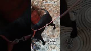 Black Labrador dog adoption வந்திருக்கு🐶🐶 #kanyakumaidoglover #care #rescue #adoption #pets