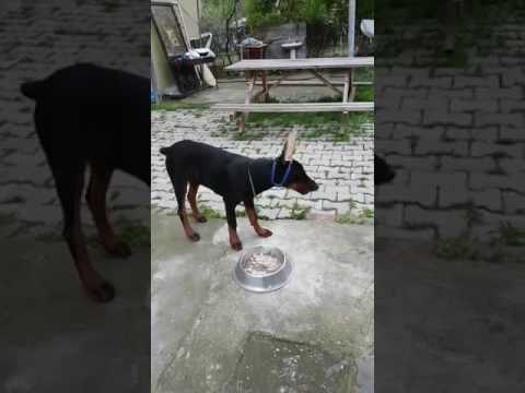 Doberman Çetesi Facebook Canlı Yayını