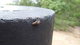 Flesh Flies Mating 3