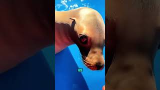 This Sea Lion Was So Mad 😂 #shorts