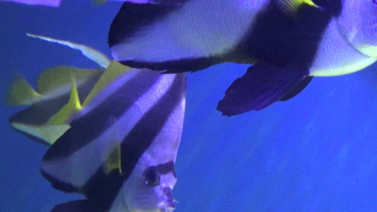 Красноморская кабуба (Heniochus intermedius)