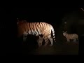 tiger Jim Corbett park