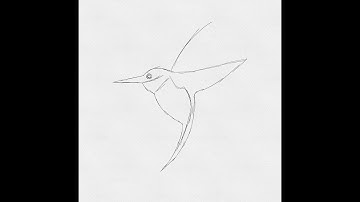 Watercolor bird made in procreate