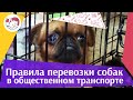 4 правила перевозки собак в общественном транспорте на ilikepet