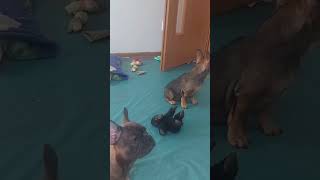 First Day At Doggy School