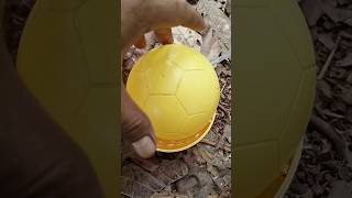 Finding ornamental fish and snail and millipede and eggs #snail #egg #millipede