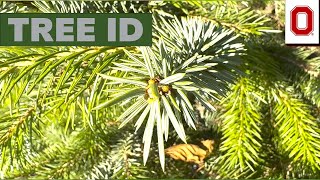 Tree ID: Sitka Spruce
