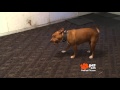Pseduo Sniffs Drugs.. For A Simple Reward Pseduo Sniffs Drugs.. For A Simple Reward