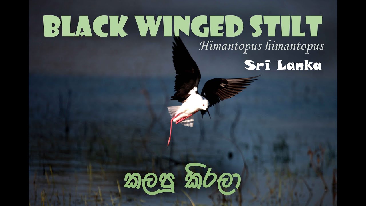 Black winged stilt | Feeding behavior | Himantopus himantopus | Udawalawe | Sri Lanka
