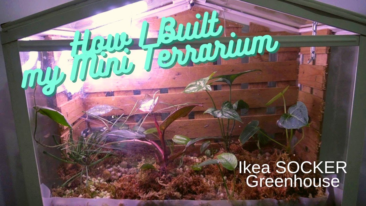 How 👁️ made my mini terrarium Ikea SOCKER Greenhouse 🌱 YouTube