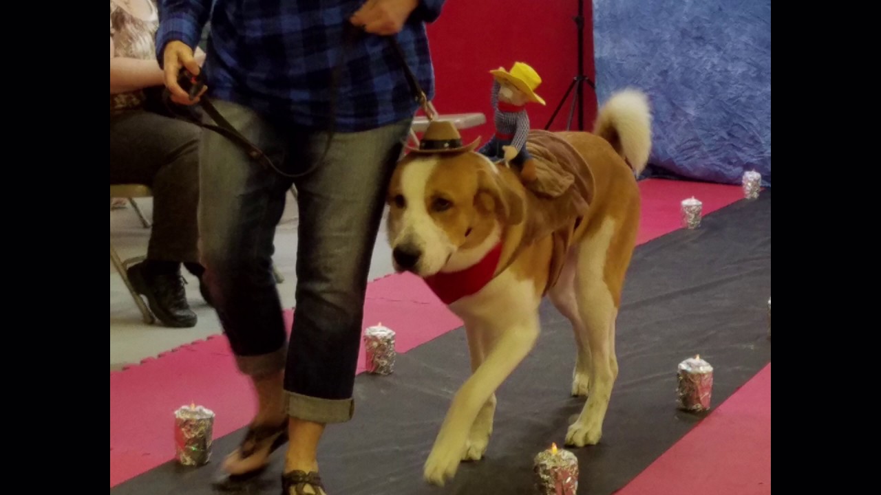 Dog Fashion Show Charity Event