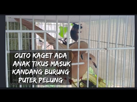 Pelihara perdana Burung puter pelung Albino MM 