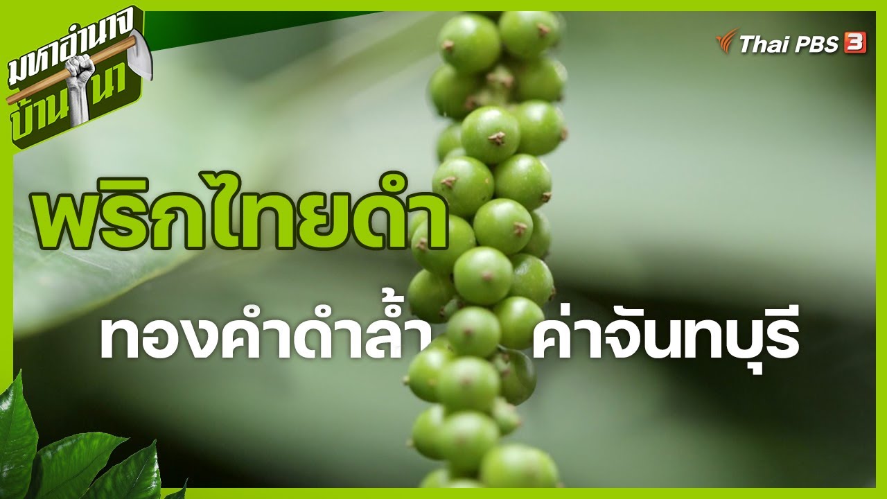 พริกไทยดำ ทองคำดำล้ำค่าจันทบุรี : มหาอำนาจบ้านนา