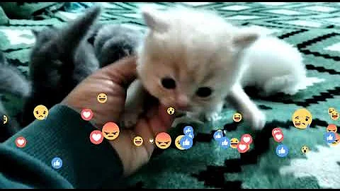 Video 1722291: persian cat, pet breeds, dog breed