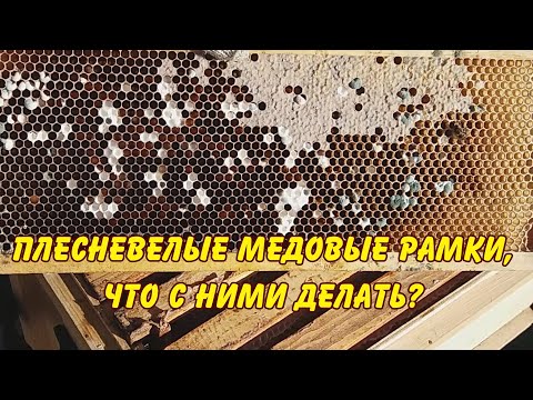пчеловодство. плесневелые медовые рамки, что с ними делать?