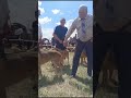 70 - я Воронежская областная выставка охотничьих собак. Младшая возрастная категория выжлецы.