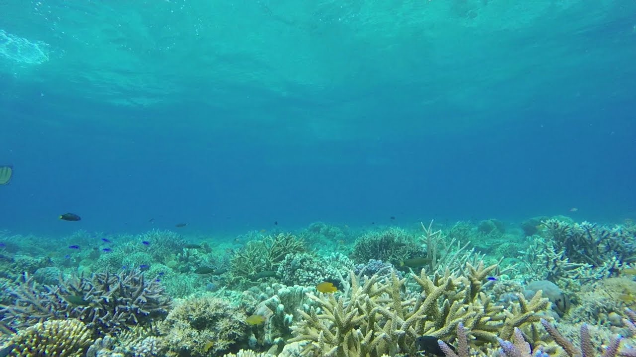 Tañon Strait Protected Seascape Ocean Month YouTube