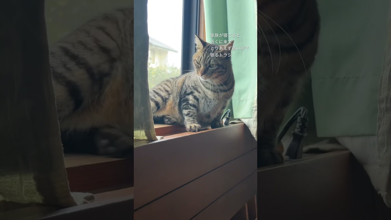 家族が寝てると、近くに来て、とりあえず高い所で眠るトラジ。 #猫 #三毛猫 #キジトラ