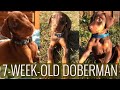 7-WEEK-OLD DOBERMAN PUPPY: Frank's First Day Home I KG & P