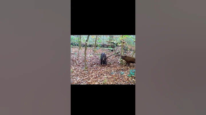 Wild Boar Face-Off With Fighting Distress Calls #harehunting #animalhunting #lifeisbutadre wildgame