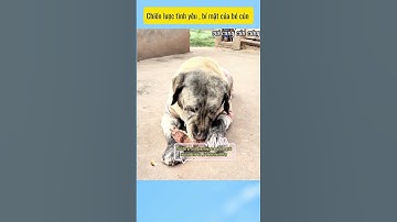 Cái kết hài hước khi chó nhà tôi mê khoai hơn cả cơm