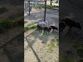 Meet And Greet #mannyfreewall #salemoregon #keizer #dogpark #dogparks #dogs