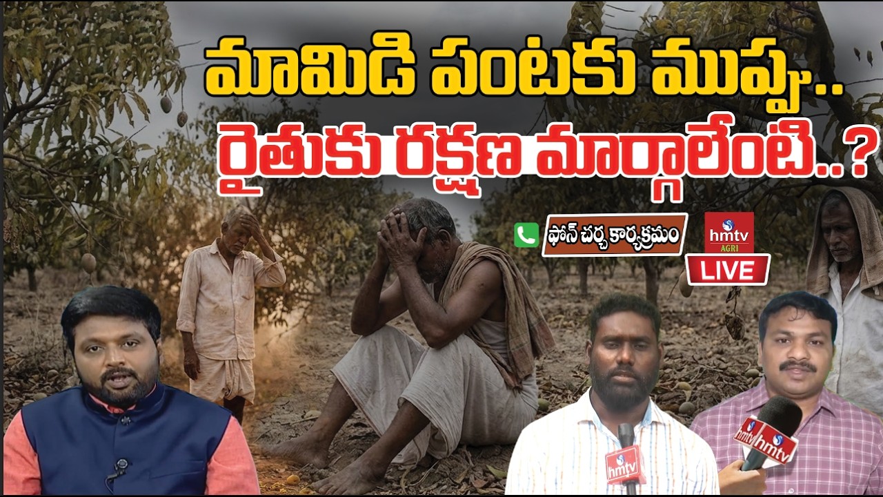 LIVE : మామిడి పంటకు ముప్పు.. రైతుకు రక్షణ మార్గాలేంటి..? | Mango Farmers on Alert | hmtv Agri