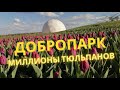 ДОБРОПАРК 2021: ПОЛЯ ТЮЛЬПАНОВ | Новые локации для фотосессий | ЦЕНЫ на билеты, еду, аттракционы