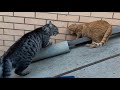 Шотландский прямоухий, бой котов. Battle cats